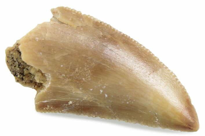 Serrated Raptor Tooth - Real Dinosaur Tooth #376522